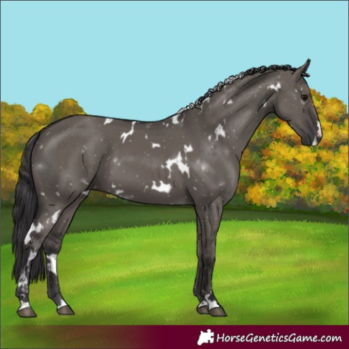 Horse Color:White Spotted Smoky Grullo 