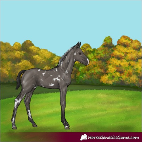 Horse Color:White Spotted Smoky Grullo 