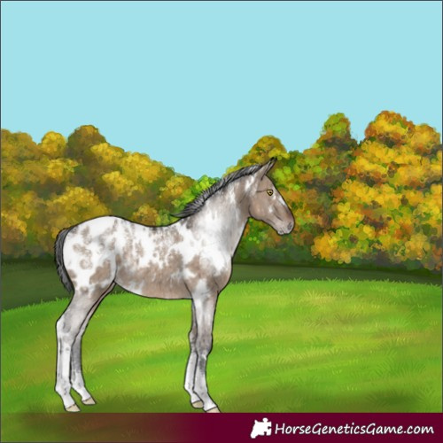 Horse Color:Powder White White Spotted Brown Dun Appaloosa Rabicano Brindle