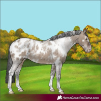 Horse Color:Powder White White Spotted Brown Dun Appaloosa Rabicano Brindle 