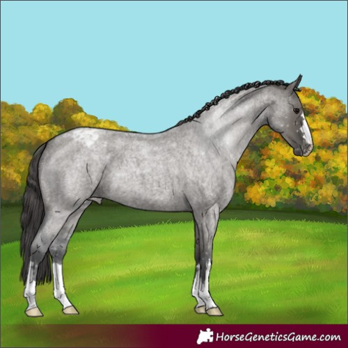 Horse Color:Grullo Roan Appaloosa 