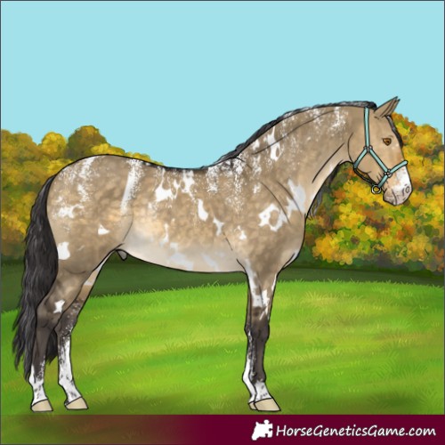 Horse Color:Powder White White Spotted Buckskin Dun Rabicano