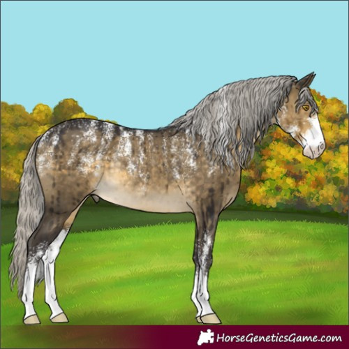 Horse Color:Powder White Silver Buckskin Dun Sabino Rabicano Brindle 