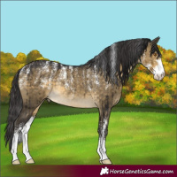 Horse Color:Powder White Buckskin Dun Sabino Rabicano Brindle 