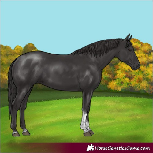 Horse Color:Smoky Black Tobiano Rabicano 
