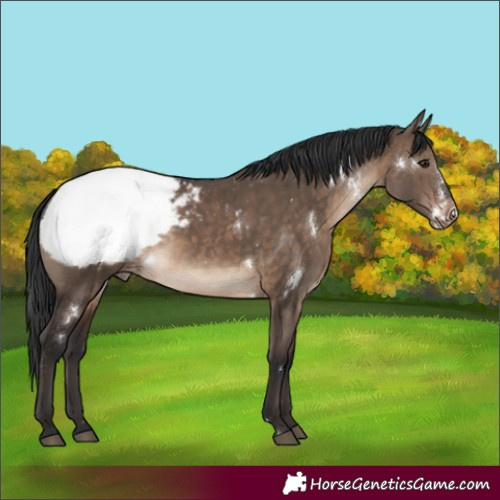 Horse Color:White Spotted Brown Dun Appaloosa Rabicano