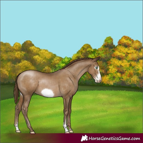 Horse Color:Gray Smoky Black Pearl Sabino Frame