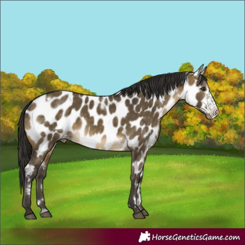 Horse Color:White Spotted Buckskin Dun Sabino Appaloosa Rabicano