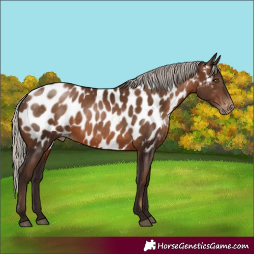 Horse Color:Gray Silver Brown Pearl Appaloosa Rabicano 