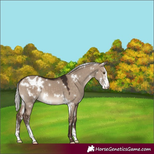 Horse Color:White Spotted Silver Brown Dun Sabino Appaloosa 
