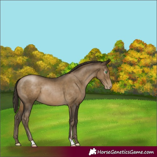 Horse Color:Gray Smoky Black Pearl 
