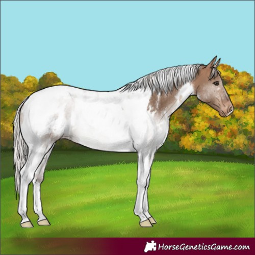 Horse Color:White Spotted Silver Brown Dun Tobiano Appaloosa 