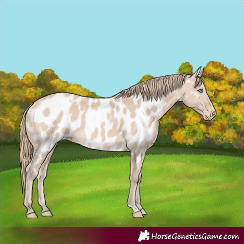 Horse Color:Perlino Appaloosa 