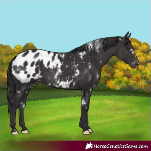 Horse Color:White Spotted Smoky Black Appaloosa