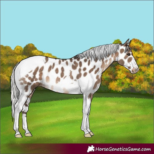 Horse Color:Silver Brown Dun Tobiano Appaloosa Rabicano