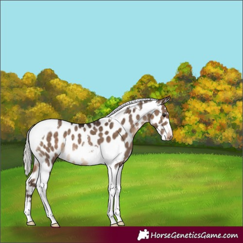 Horse Color:Silver Brown Dun Tobiano Appaloosa Rabicano 