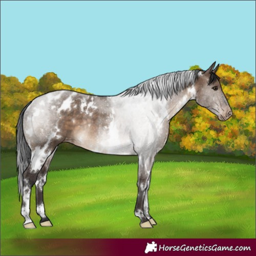 Horse Color:White Spotted Brown Dun Appaloosa Rabicano