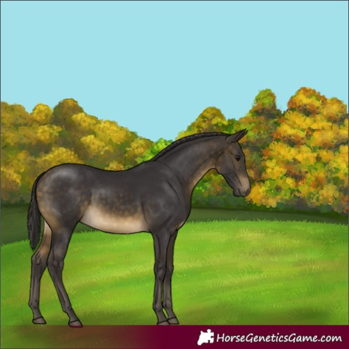 Horse Color:Buckskin Rabicano