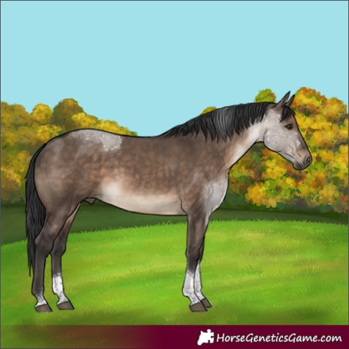 Horse Color:Brown Dun Tobiano