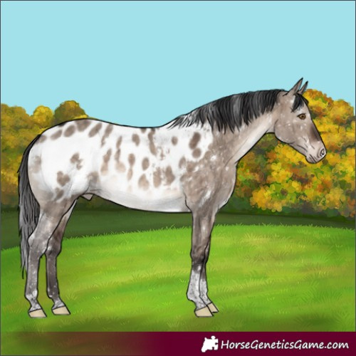 Horse Color:White Spotted Brown Dun Mushroom Tobiano Appaloosa Brindle 