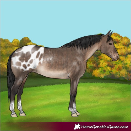Horse Color:Brown Dun Tobiano Appaloosa Rabicano Brindle
