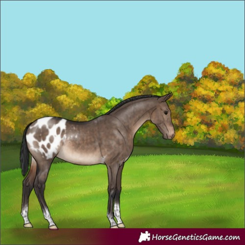 Horse Color:Brown Dun Tobiano Appaloosa Rabicano Brindle