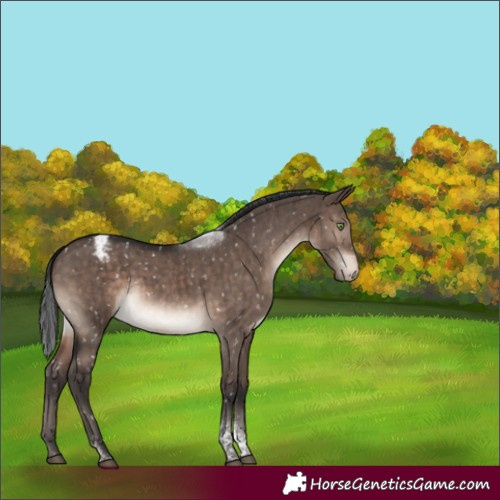 Horse Color:Brown Dun Mushroom Tobiano Appaloosa Brindle