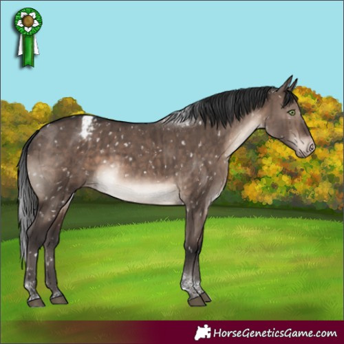 Horse Color:Brown Dun Mushroom Tobiano Appaloosa Brindle