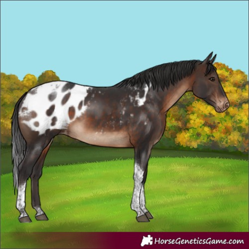Horse Color:Brown Tobiano Appaloosa