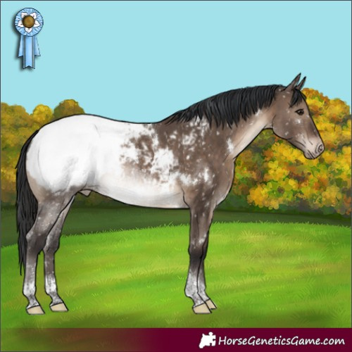 Horse Color:White Spotted Brown Dun Tobiano Appaloosa Rabicano Brindle