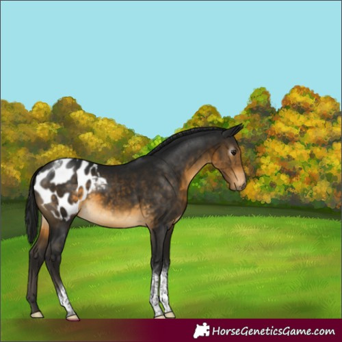 Horse Color:Gray Buckskin Tobiano Appaloosa 