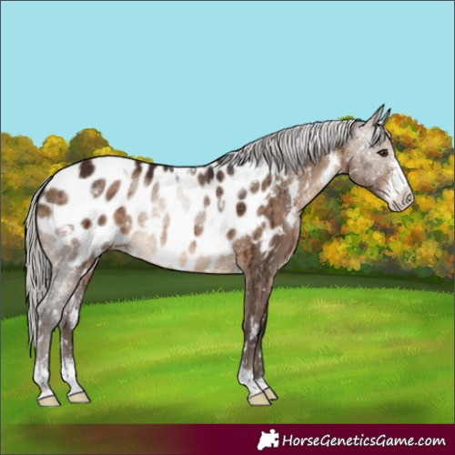 Horse Color:White Spotted Silver Brown Dun Sabino Appaloosa Brindle 