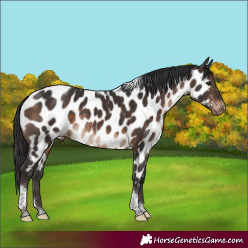 Horse Color:Brown Tobiano Appaloosa Rabicano 