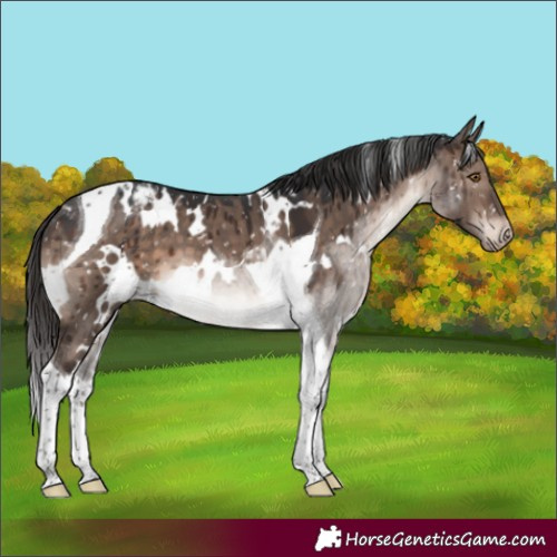 Horse Color:White Spotted Brown Dun Mushroom Tobiano Appaloosa Brindle 