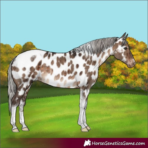 Horse Color:Silver Brown Dun Sabino Tobiano Appaloosa Rabicano Brindle 