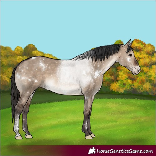 Horse Color:White Spotted Brown Dun Sabino Appaloosa Rabicano 