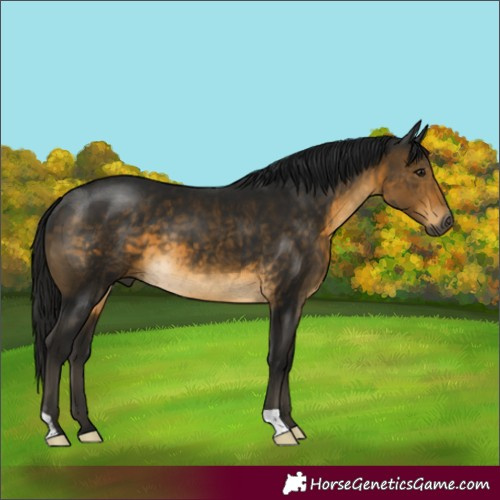 Horse Color:Gray Buckskin 