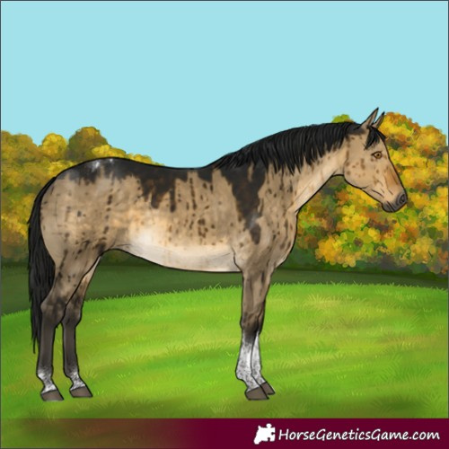 Horse Color:Gray Buckskin Dun Tobiano Brindle 