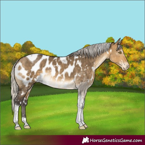 Horse Color:White Spotted Silver Buckskin Dun Tobiano Appaloosa Rabicano