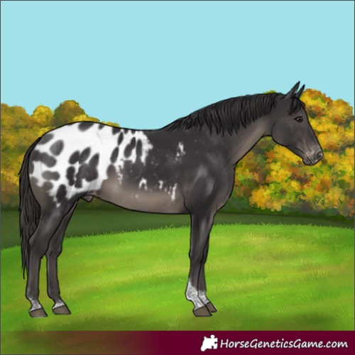 Horse Color:Smoky Black Tobiano Appaloosa Rabicano 