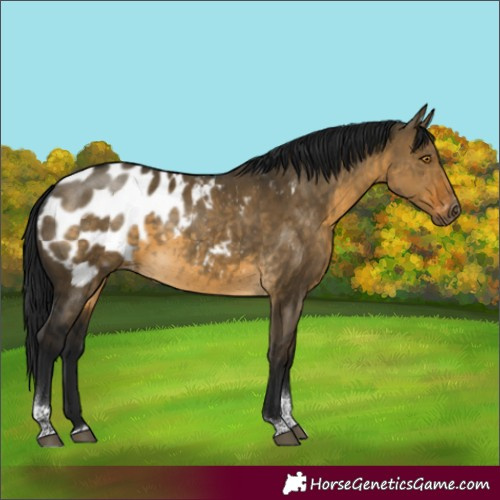 Horse Color:Gray Buckskin Dun Tobiano Appaloosa