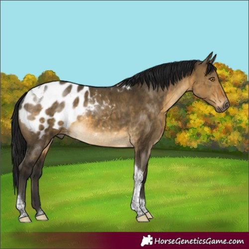 Horse Color:Gray Buckskin Dun Tobiano Appaloosa Rabicano Brindle 