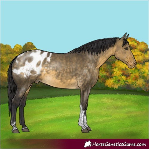 Horse Color:Buckskin Dun Tobiano Appaloosa Rabicano 