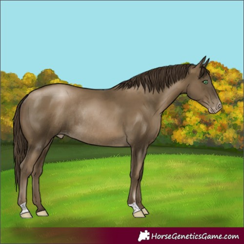 Horse Color:Gray Smoky Black Pearl Rabicano 
