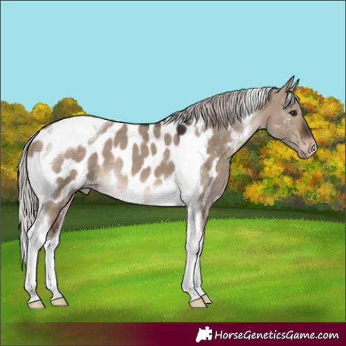 Horse Color:Silver Brown Dun Tobiano Appaloosa 