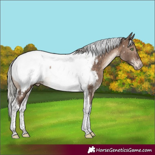 Horse Color:Silver Brown Dun Mushroom Tobiano Appaloosa Rabicano Brindle 