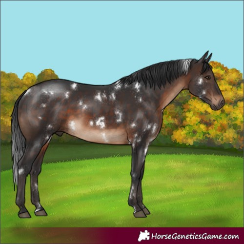 Horse Color:White Spotted Brown Rabicano 