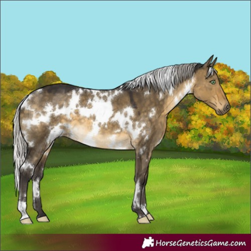 Horse Color:White Spotted Silver Buckskin Dun 