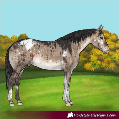Horse Color:White Spotted Brown Dun Tobiano Appaloosa Brindle 