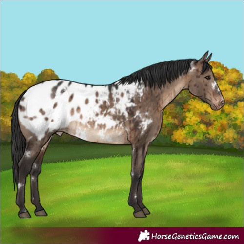 Horse Color:White Spotted Brown Dun Appaloosa Rabicano Brindle 